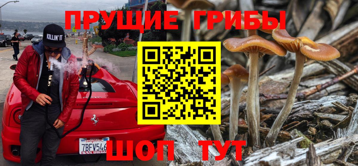 Галлюциногенные грибы Psilocybine cubensis Курчатов